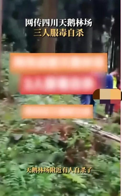 天鹅林场最新爆料视频,最新爆料视频揭秘惊人真相  第2张