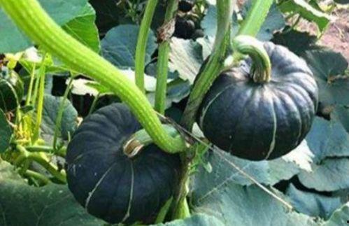 宝坻吃瓜网红是谁啊,网络红人的崛起之路