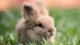 网红兔子吃瓜,揭秘娱乐圈幕后真相