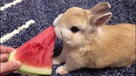 网红兔子吃瓜,揭秘娱乐圈幕后真相 第3张 网红兔子吃瓜,揭秘娱乐圈幕后真相 第3张