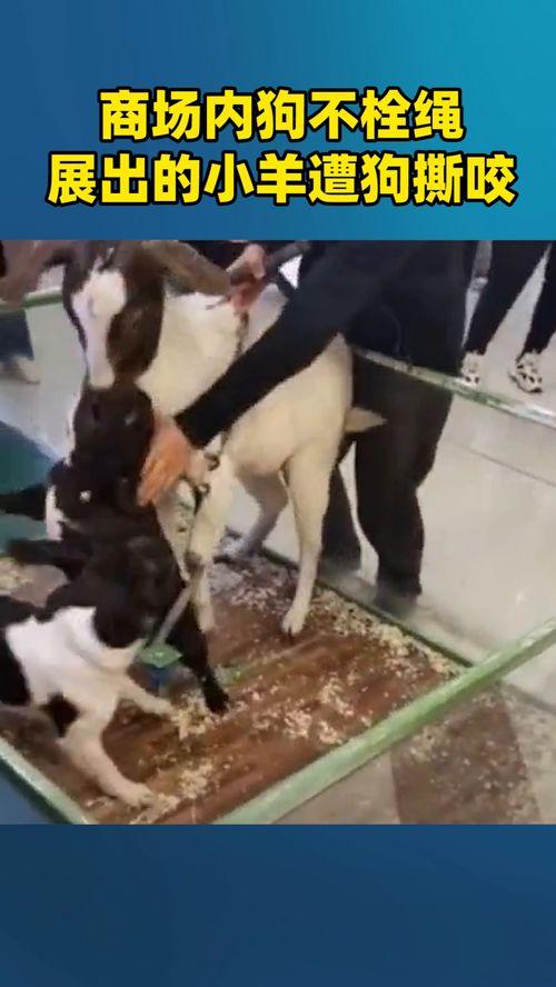 小羊男友爆料视频,揭秘背后惊人真相