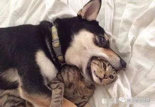 狗咬死猫网友爆料视频,网友爆料视频揭示狗咬死猫惊人一幕