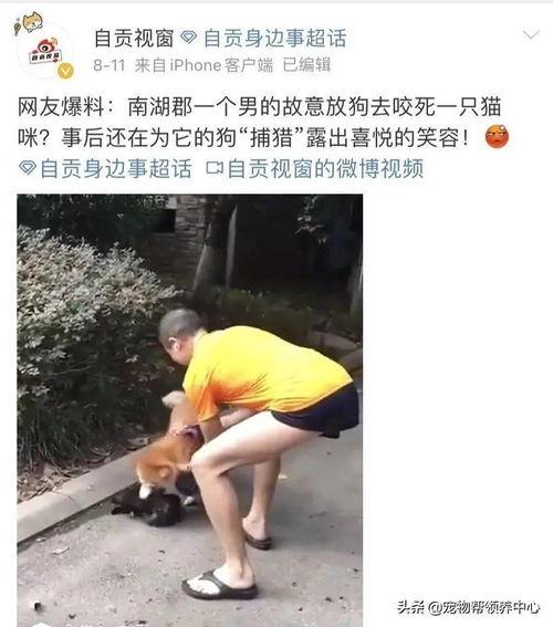 狗咬死猫网友爆料视频,网友爆料视频揭示狗咬死猫惊人一幕 第2张 狗咬死猫网友爆料视频,网友爆料视频揭示狗咬死猫惊人一幕 第2张
