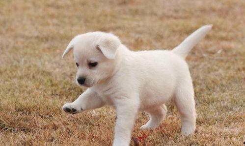 狗咬死猫网友爆料视频,网友爆料视频揭示狗咬死猫惊人一幕 第3张 狗咬死猫网友爆料视频,网友爆料视频揭示狗咬死猫惊人一幕 第3张