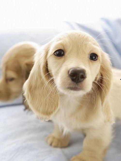 网红狗子张悦吃瓜图片大全,萌态百出图片大全 第2张 网红狗子张悦吃瓜图片大全,萌态百出图片大全 第2张