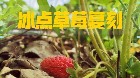 冰点草莓爆料视频,揭秘幕后故事与精彩瞬间