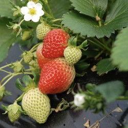 冰点草莓爆料视频,揭秘幕后故事与精彩瞬间 第3张 冰点草莓爆料视频,揭秘幕后故事与精彩瞬间 第3张