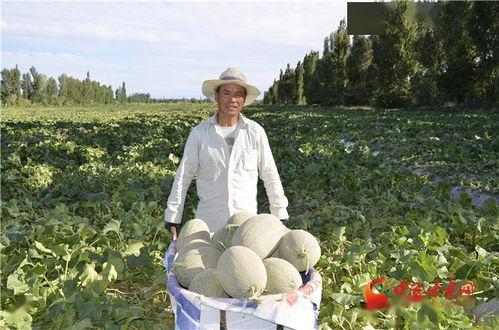 酒泉的瓜州免费吃瓜