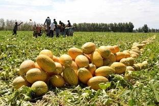 甘肃的哈密瓜免费吃,免费品尝甜蜜诱惑 第2张 甘肃的哈密瓜免费吃,免费品尝甜蜜诱惑 第2张