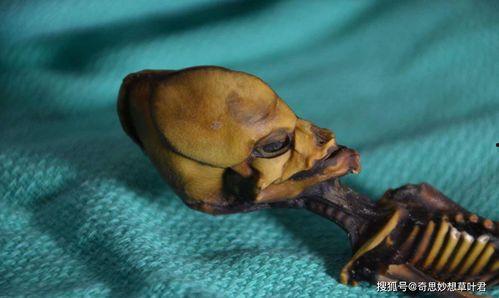 最新爆料外星人,外星生命迹象引发全球关注 第2张 最新爆料外星人,外星生命迹象引发全球关注 第2张