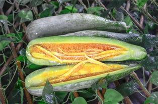 网红吃的什么瓜,揭秘当红明星的美食秘籍 第2张 网红吃的什么瓜,揭秘当红明星的美食秘籍 第2张