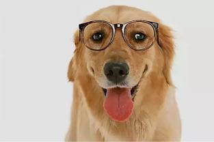 温岭新闻爆料狗,爆料狗事件引发社会关注