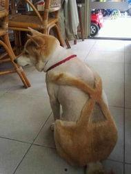 温岭新闻爆料狗,爆料狗事件引发社会关注 第2张 温岭新闻爆料狗,爆料狗事件引发社会关注 第2张