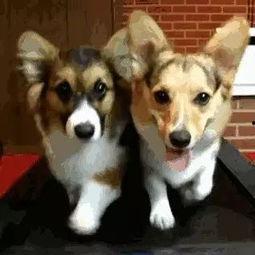 温岭新闻爆料狗,爆料狗事件引发社会关注 第3张 温岭新闻爆料狗,爆料狗事件引发社会关注 第3张