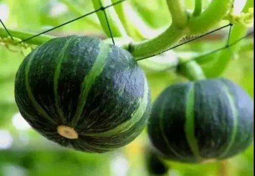 网红陈妮妮吃瓜事件,揭秘网红圈内的真实风波  第3张