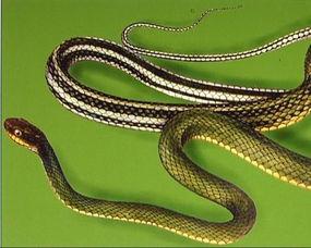 花蛇在线观看视频,在线揭秘神秘蛇舞传奇