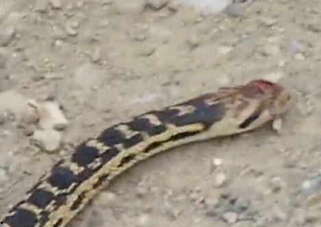 花蛇在线观看视频,在线揭秘神秘蛇舞传奇 第2张 花蛇在线观看视频,在线揭秘神秘蛇舞传奇 第2张