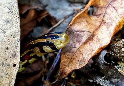 花蛇在线观看视频,在线揭秘神秘蛇舞传奇 第3张 花蛇在线观看视频,在线揭秘神秘蛇舞传奇 第3张