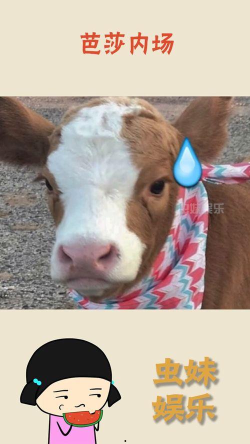 抖音吃瓜群免费图片,免费图片背后的秘密  第3张