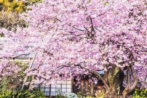 樱花最新更新爆料视频,亮点功能与更新内容抢先看  第3张