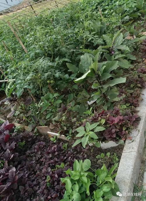 文春爆料金菜园视频,文春独家爆料，揭秘幕后真相  第3张