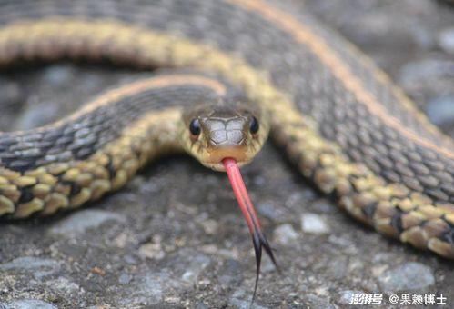 舌蛇电影在线观看,在线观看，揭秘神秘蛇影下的惊悚故事