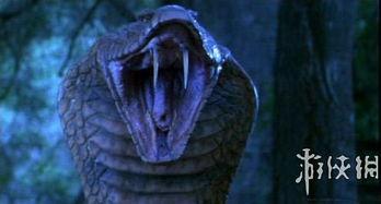 舌蛇电影在线观看,在线观看，揭秘神秘蛇影下的惊悚故事  第3张