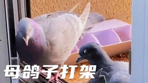 鸽子爆料打架视频播放大全,打架视频大全精彩回顾 第2张 鸽子爆料打架视频播放大全,打架视频大全精彩回顾 第2张