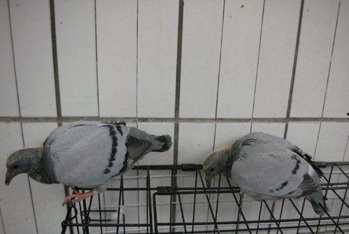 鸽子爆料打架视频播放大全,打架视频大全精彩回顾 第3张 鸽子爆料打架视频播放大全,打架视频大全精彩回顾 第3张