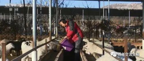 青岛爆料羊贵妃事件视频,视频揭露惊人真相 第2张 青岛爆料羊贵妃事件视频,视频揭露惊人真相 第2张