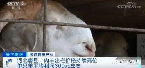 青岛爆料羊贵妃事件视频,视频揭露惊人真相 第3张 青岛爆料羊贵妃事件视频,视频揭露惊人真相 第3张