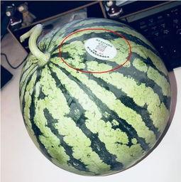 河北网红吃瓜,揭秘网络红人的幕后故事