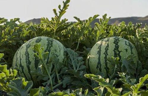 河北网红吃瓜,揭秘网络红人的幕后故事  第3张