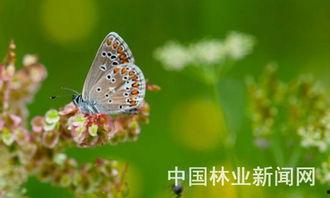 瑞典蝴蝶在线观看,在线观看之旅 第2张 瑞典蝴蝶在线观看,在线观看之旅 第2张