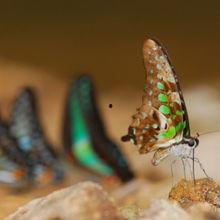 瑞典蝴蝶在线观看,在线观看之旅 第3张 瑞典蝴蝶在线观看,在线观看之旅 第3张
