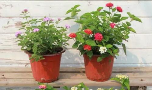 沧州吃瓜爆料视频最新 第3张 沧州吃瓜爆料视频最新 第3张